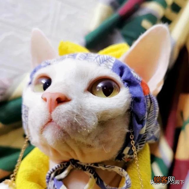 什么宠物最粘人？