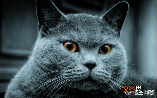 最受欢迎的宠物猫种类有哪些?