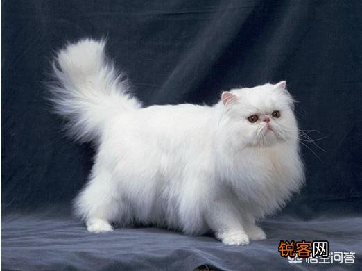 最受欢迎的宠物猫种类有哪些?