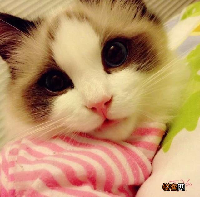 最受欢迎的宠物猫种类有哪些?