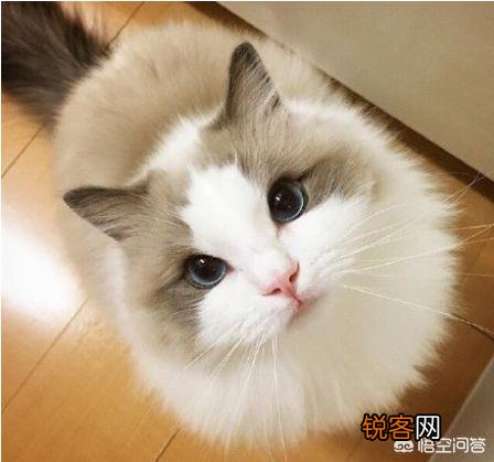 最受欢迎的宠物猫种类有哪些?