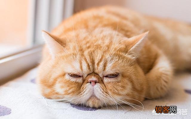 最受欢迎的宠物猫种类有哪些?