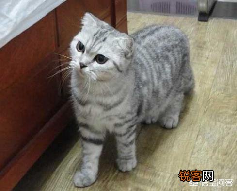 最受欢迎的宠物猫种类有哪些?