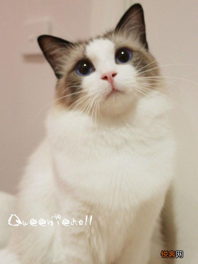 最受欢迎的宠物猫种类有哪些?