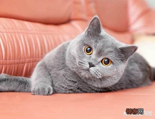 最受欢迎的宠物猫种类有哪些?