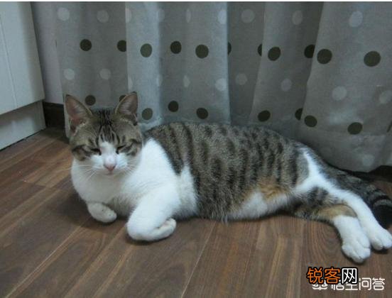 最受欢迎的宠物猫种类有哪些?