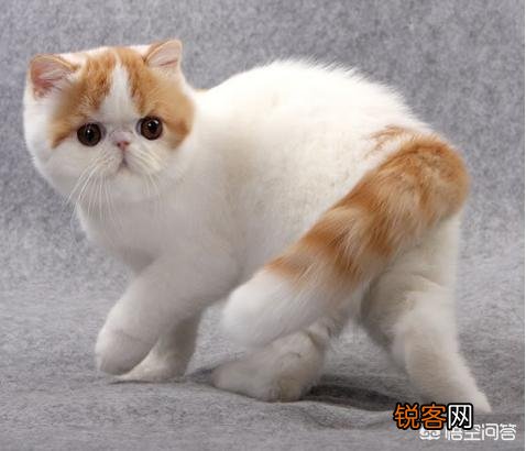 最受欢迎的宠物猫种类有哪些?