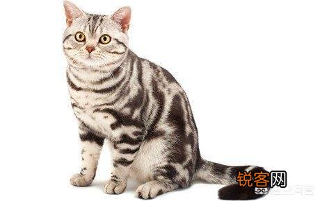 最受欢迎的宠物猫种类有哪些?