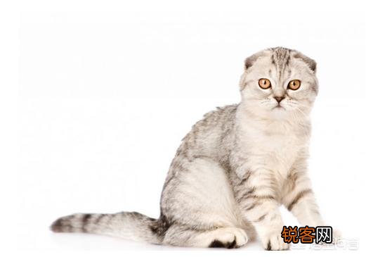 最受欢迎的宠物猫种类有哪些?