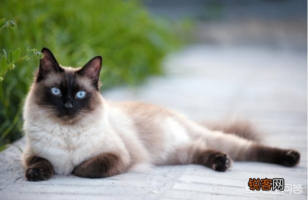 最受欢迎的宠物猫种类有哪些？