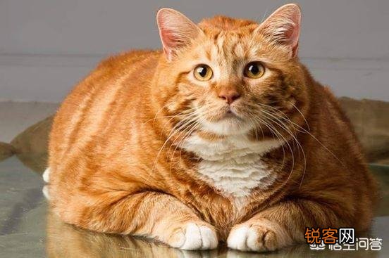 最受欢迎的宠物猫种类有哪些？