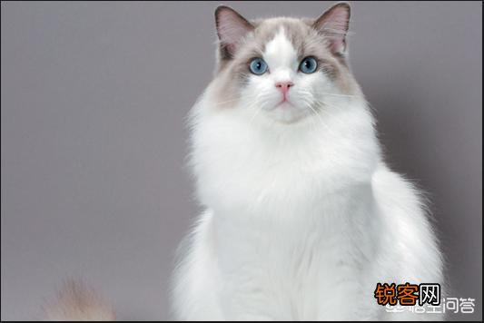 最受欢迎的宠物猫种类有哪些？