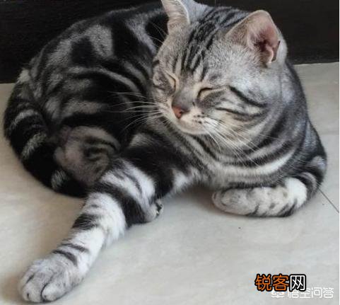 最受欢迎的宠物猫种类有哪些?