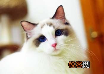 最受欢迎的宠物猫种类有哪些?