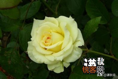 美国冲突升级!武装民兵冲进议会大厦,议员吓的穿防弹衣上班,州长命令被废,大乱了吗？