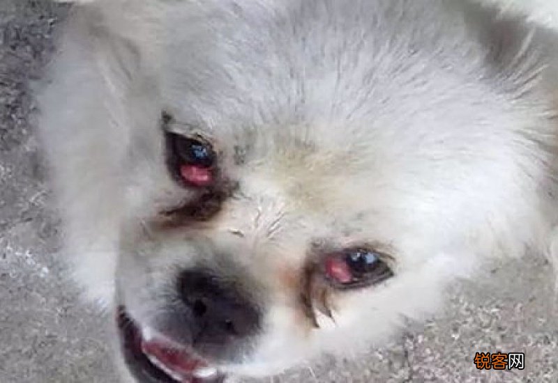 小狗的眼屎多怎么回事
