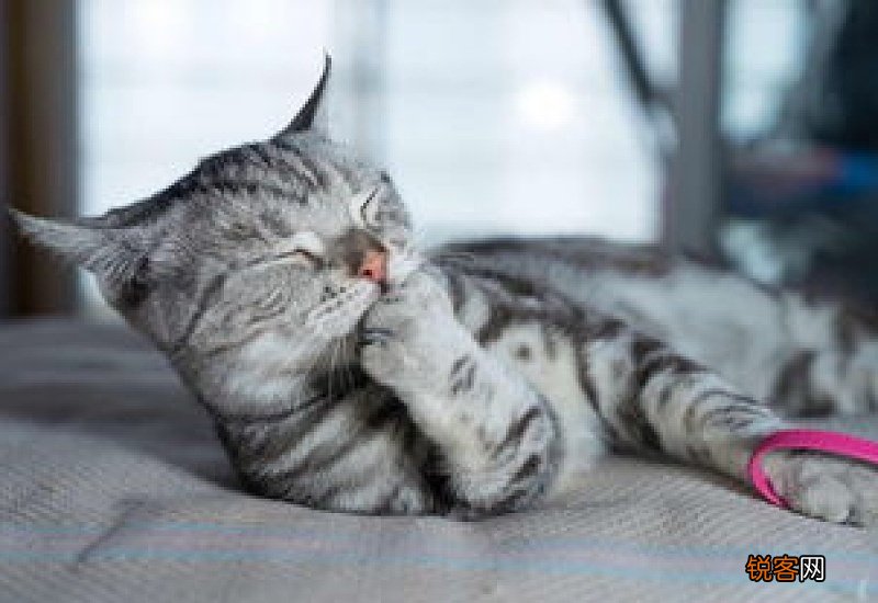 猫咪怀孕会吐吗?