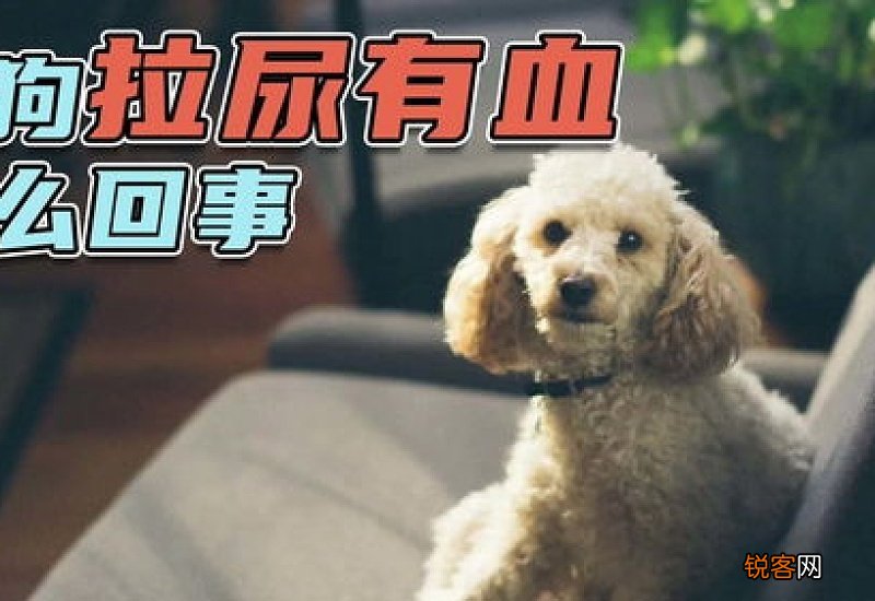 狗总是拉拉尿是怎么回事