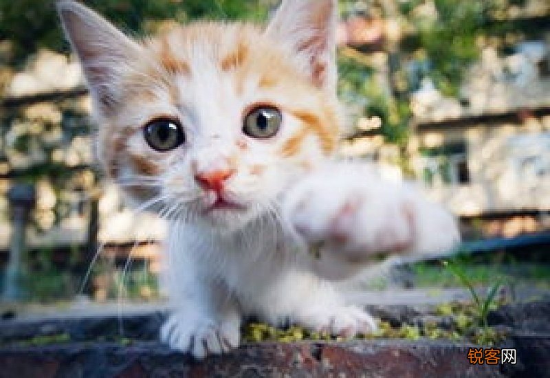 10个月的猫是成年猫吗