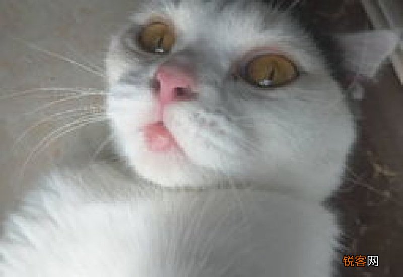 猫下巴肿了一个大包是什么原因