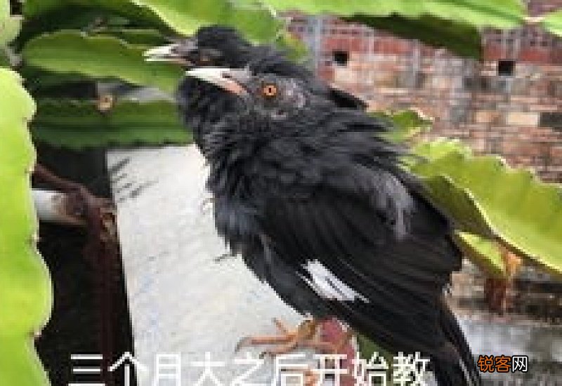 怎样教八哥鸟说话