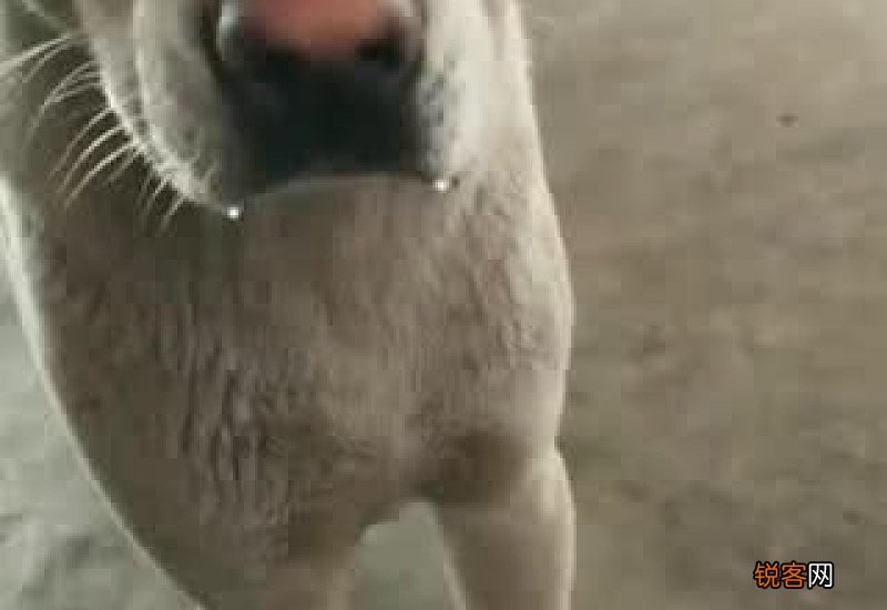 狗狗吃牛肉好吗