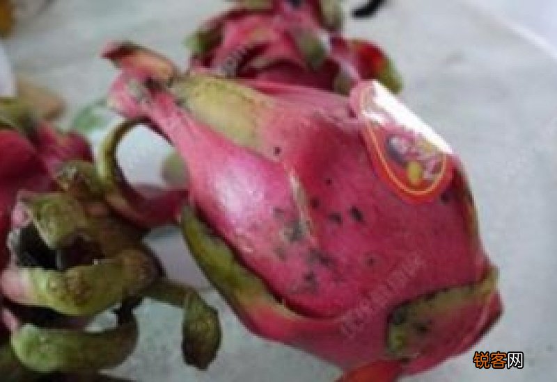 如何判断红心火龙果是否变质