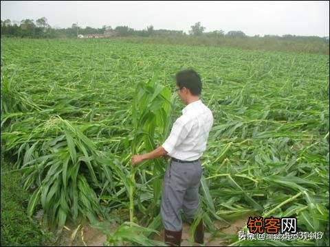 你经历过广东夏天的台风吗？是种怎样的体验？