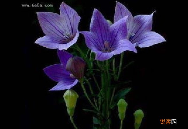 桔梗花的花语是什么