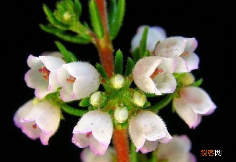 欧石楠花后怎样修剪