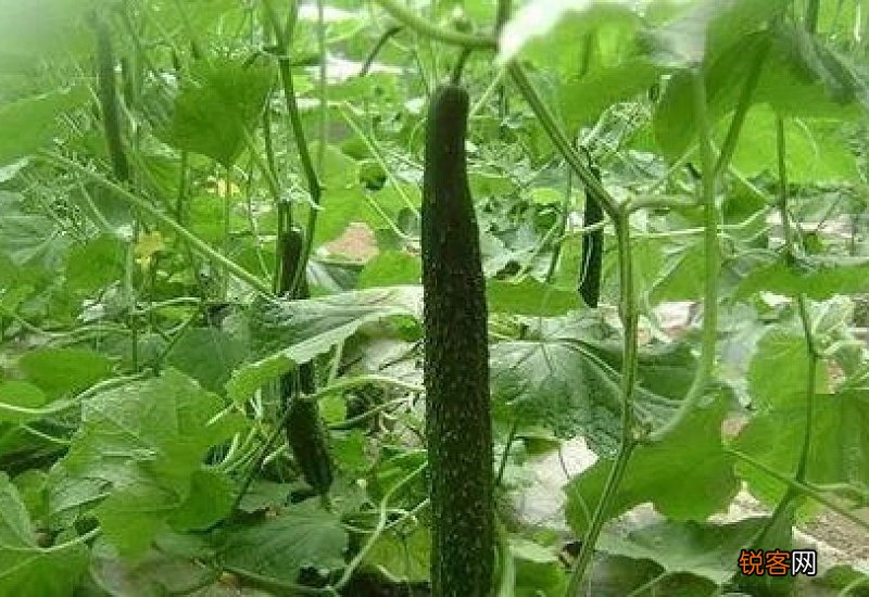 黄瓜什么时候育苗最好