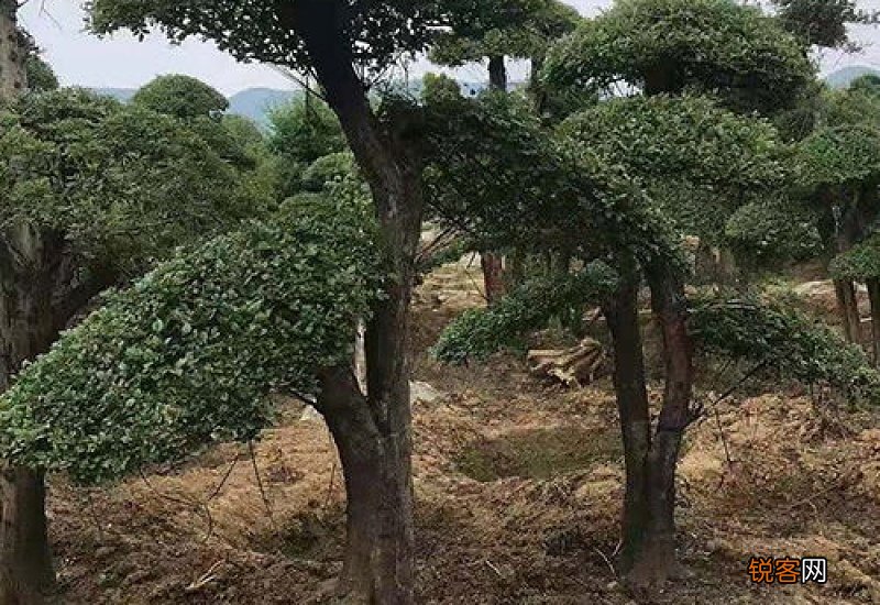 对节白蜡用什么盆种比较好