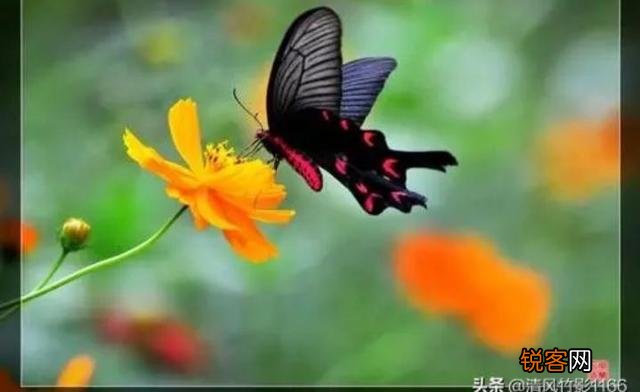 为什么说：“谁的新欢不是别人的旧爱”呢？