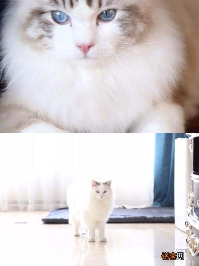 6000块的布偶猫质量怎么样？