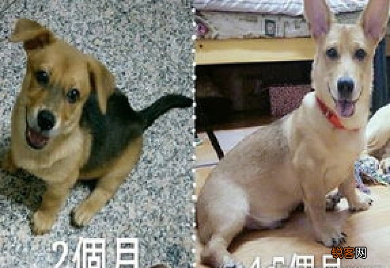 两个月柯基耳朵不立怎么办