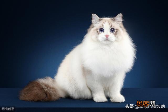 大概多少钱能入手一只品相差不多的海双布偶妹妹呀?