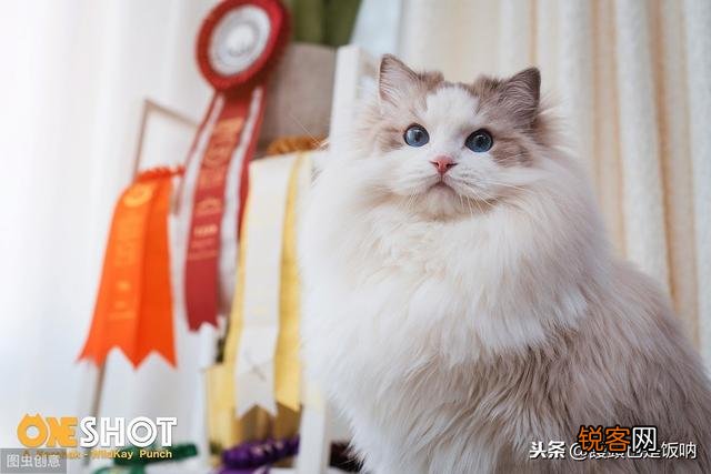 大概多少钱能入手一只品相差不多的海双布偶妹妹呀?