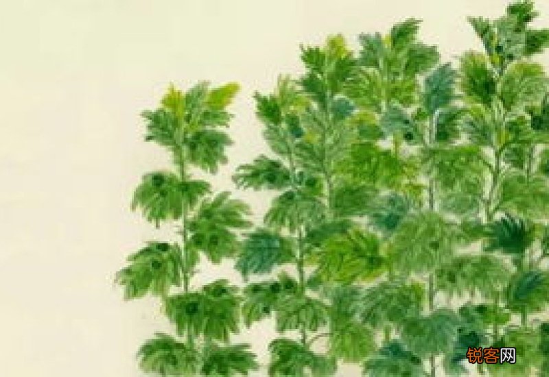 插艾蒿是重阳节还是端午节