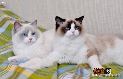 重色布偶猫多少钱一只？咋养？