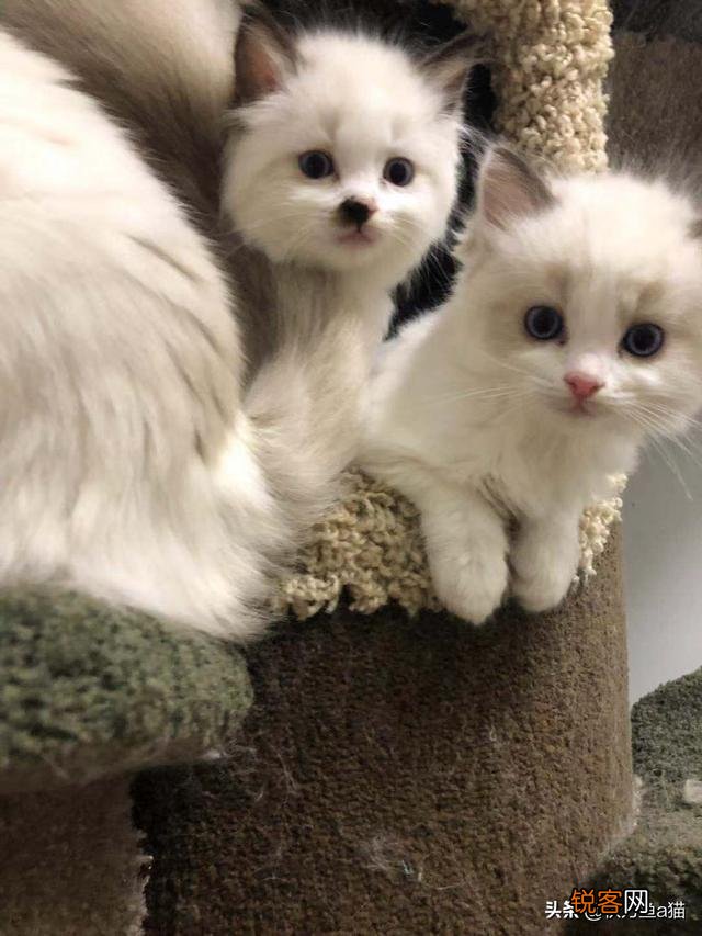 重色布偶猫多少钱一只？咋养？