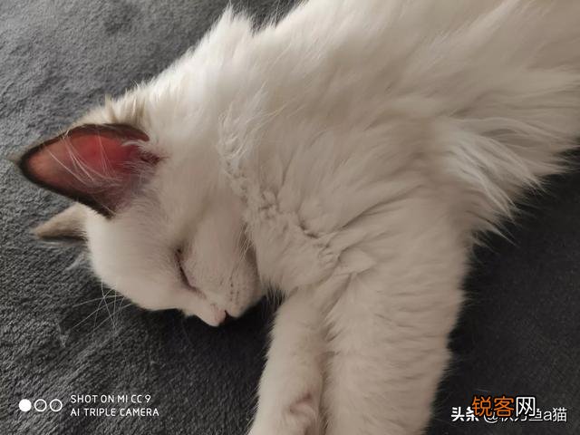 重色布偶猫多少钱一只？咋养？