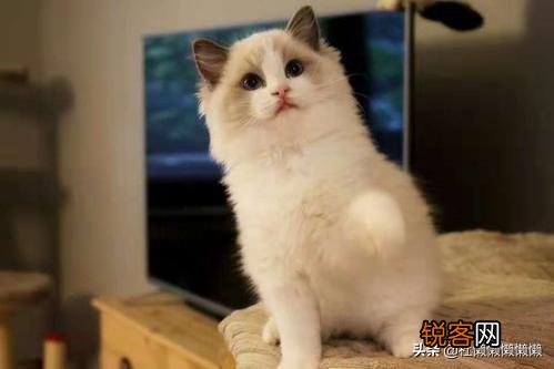 重色布偶猫多少钱一只？咋养？