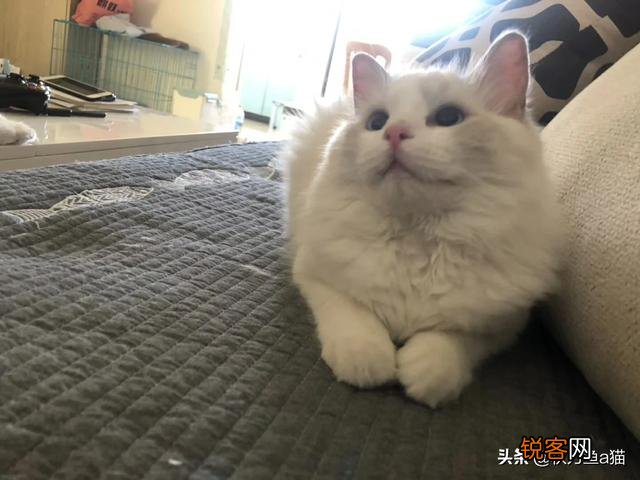 重色布偶猫多少钱一只？咋养？