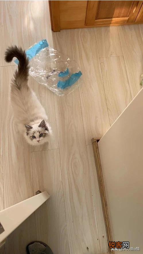 重色布偶猫多少钱一只？咋养？