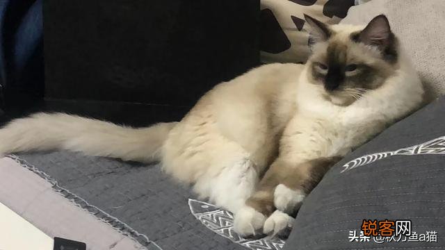 重色布偶猫多少钱一只？咋养？