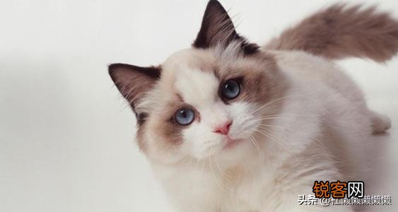重色布偶猫多少钱一只？咋养？