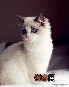重色布偶猫多少钱一只？咋养？
