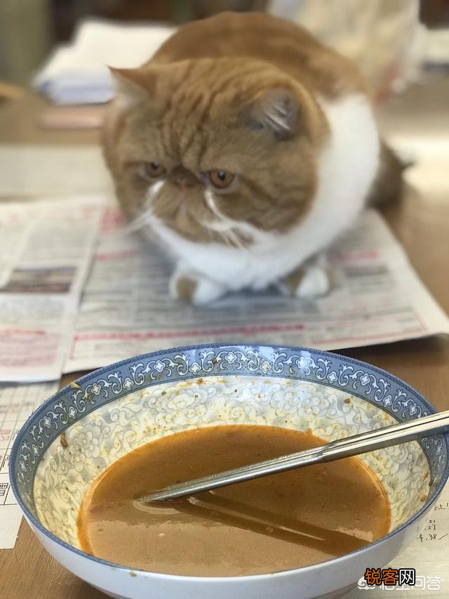 加菲猫与橘猫的混血大约值多少钱？