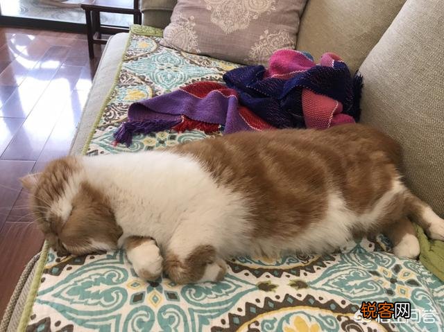 加菲猫与橘猫的混血大约值多少钱？