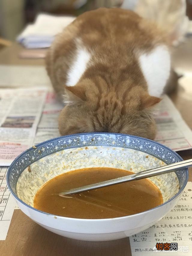加菲猫与橘猫的混血大约值多少钱？